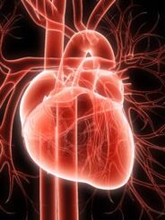 cardiovascular system and high blood pressure